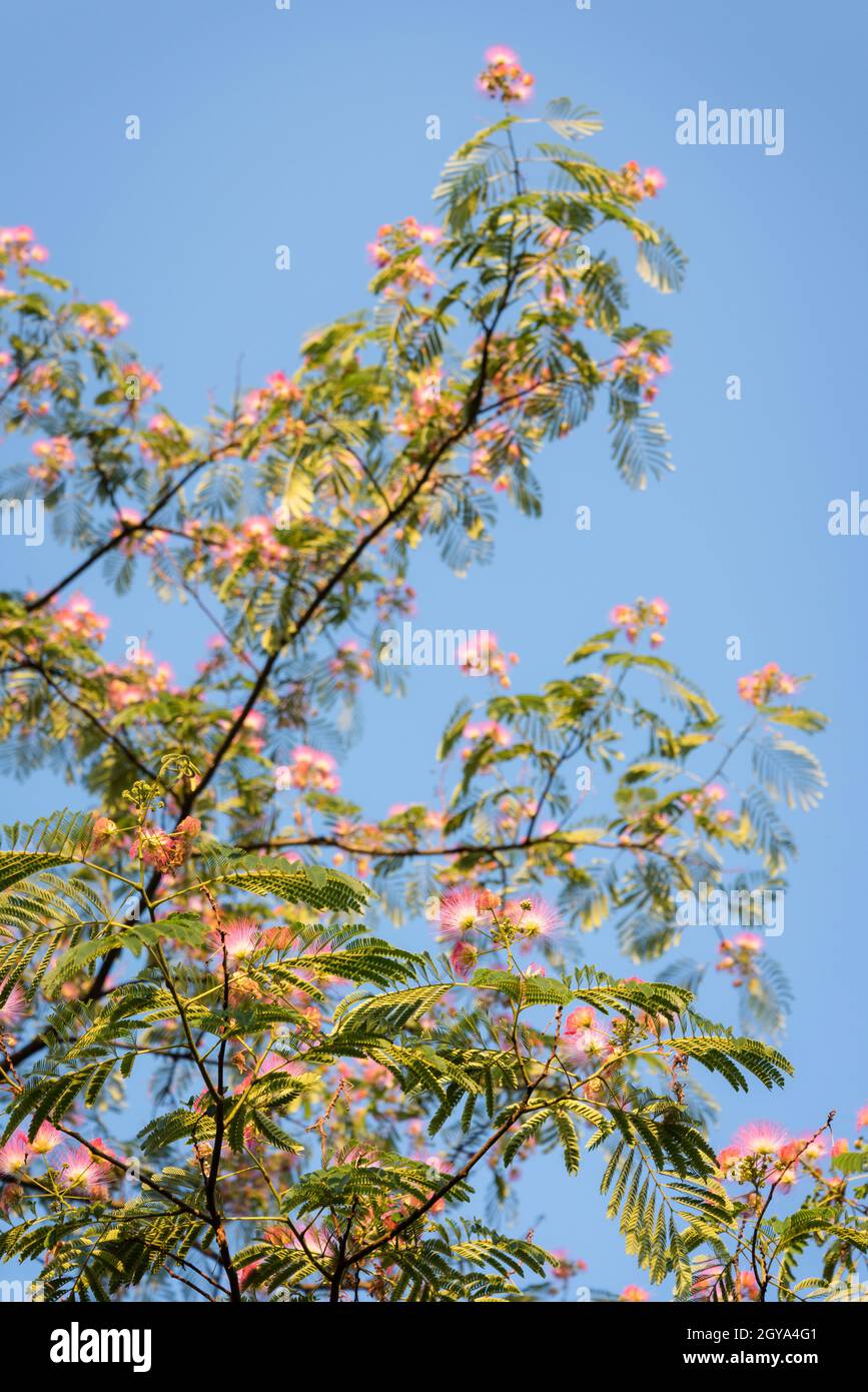 Pink silk tree Stock Photo Alamy