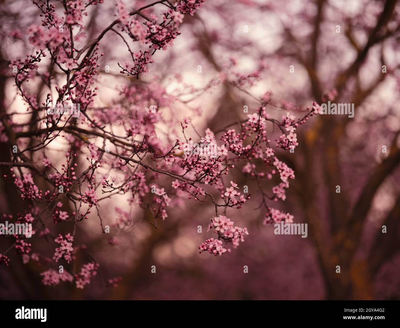 Beautiful cherry blossom in spring hi-res stock photography and images ...