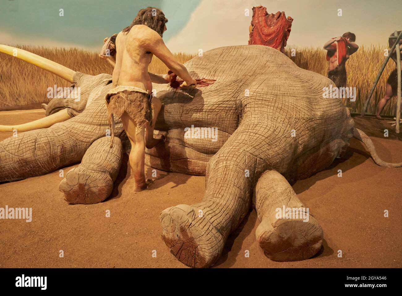 Replica of prehistoric man getting food from an animal in the Paleontological Museum of Cuenca, Castilla La Mancha, Spain Stock Photo