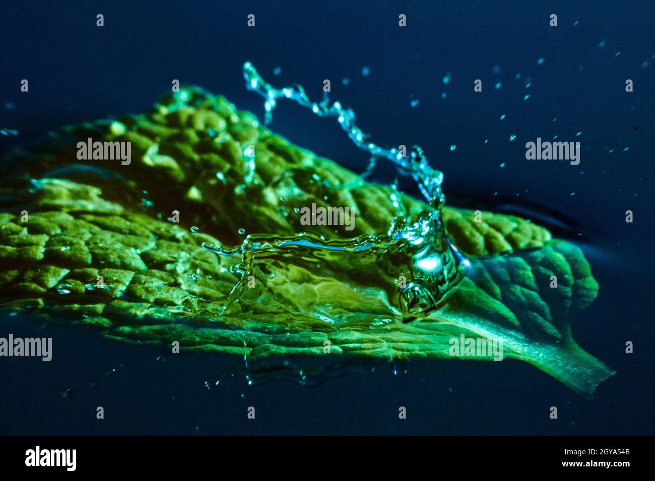Submerged green leaf with a splash of water Stock Photo