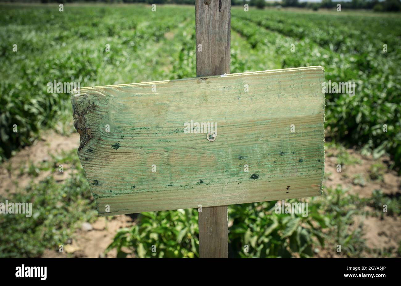 Weathered wooden sign used for identify vegetable varieties. Selective ...