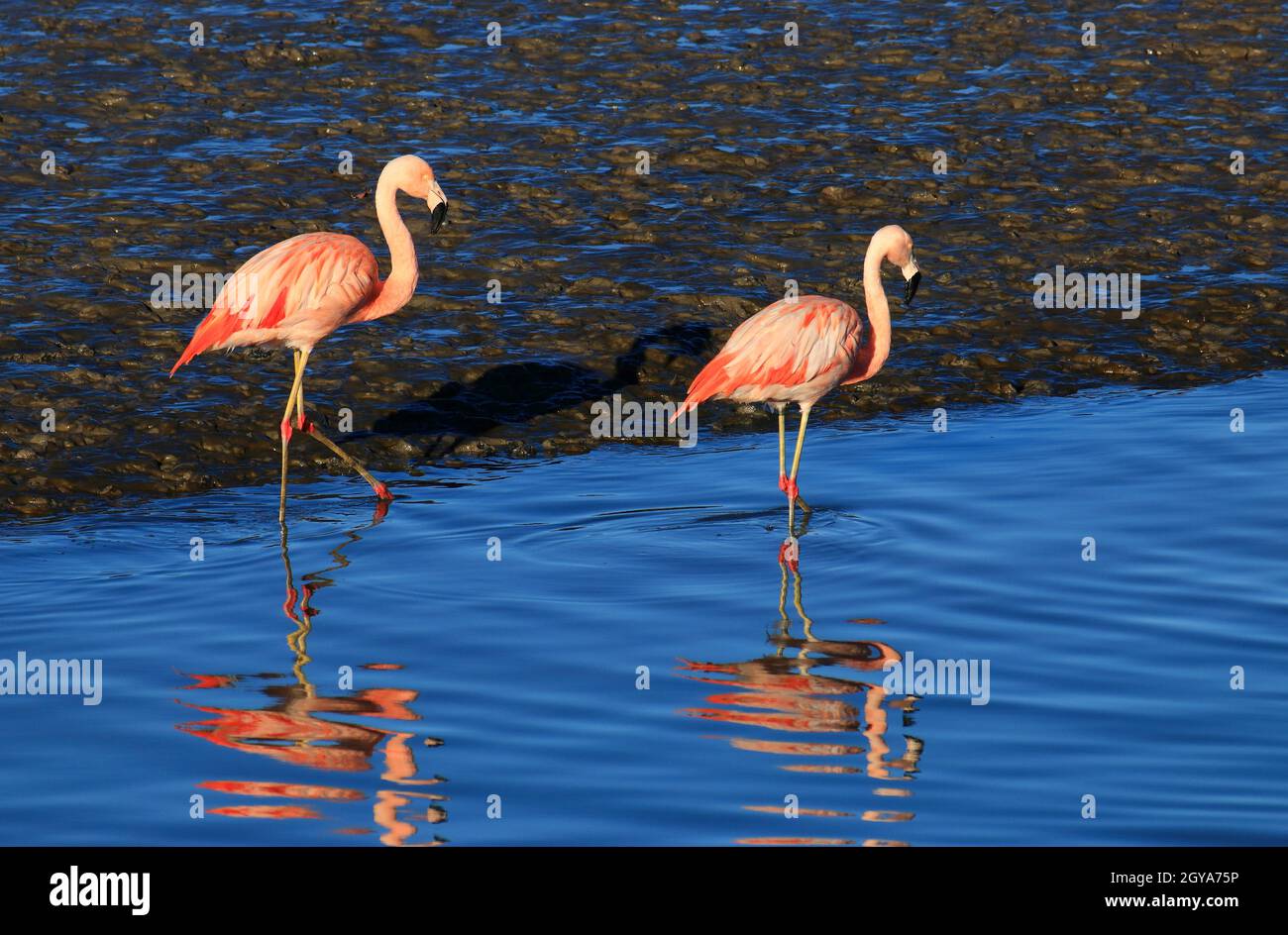 flamingos enjoying the sun in the sea estuary Stock Photo