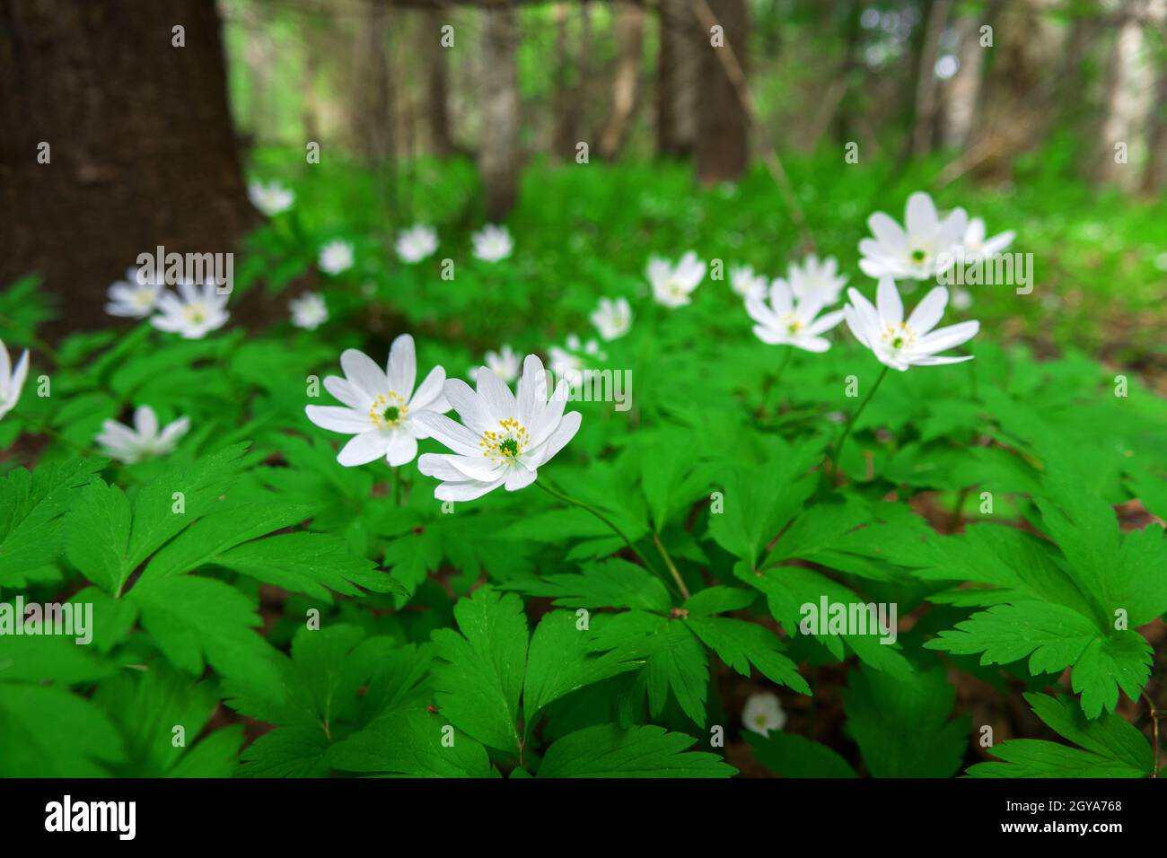 A curtain of European wood anemone (Anemone nemorosa) in a deciduous forest. North-East of Europe Stock Photo