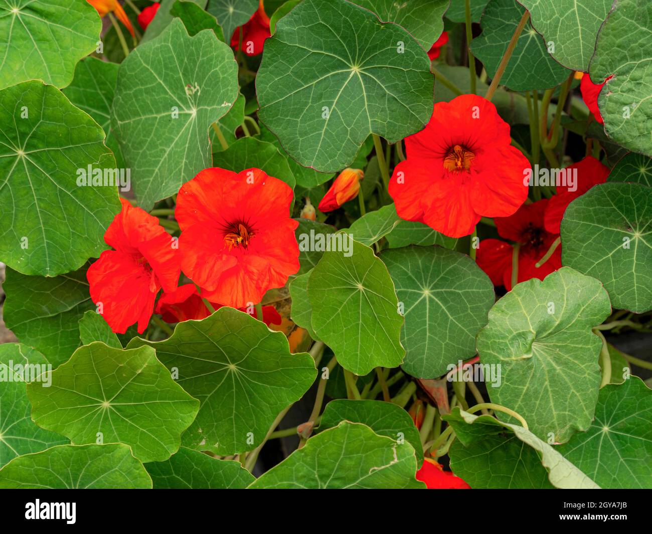 Pretty red flowers and green leaves on a Nasturtium plant, variety Empress of India Stock Photo