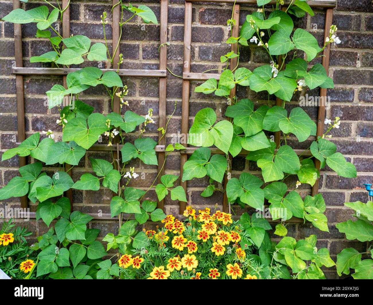Bean trellis hires stock photography and images Alamy