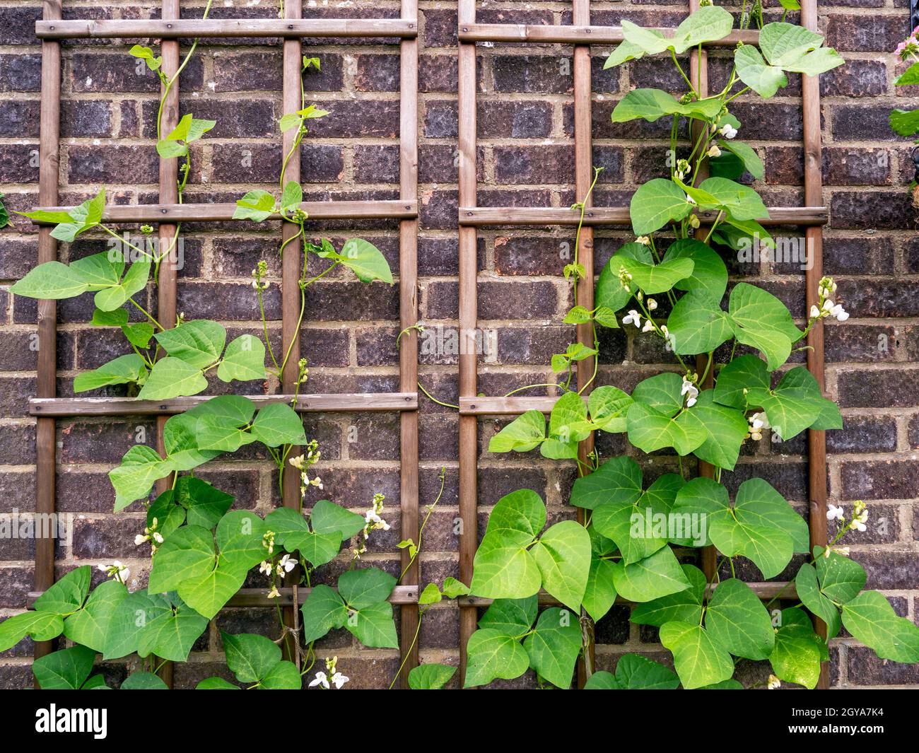 Runner bean plants, variety Moonlight, growing up a wooden trellis against  a brick wall Stock Photo - Alamy