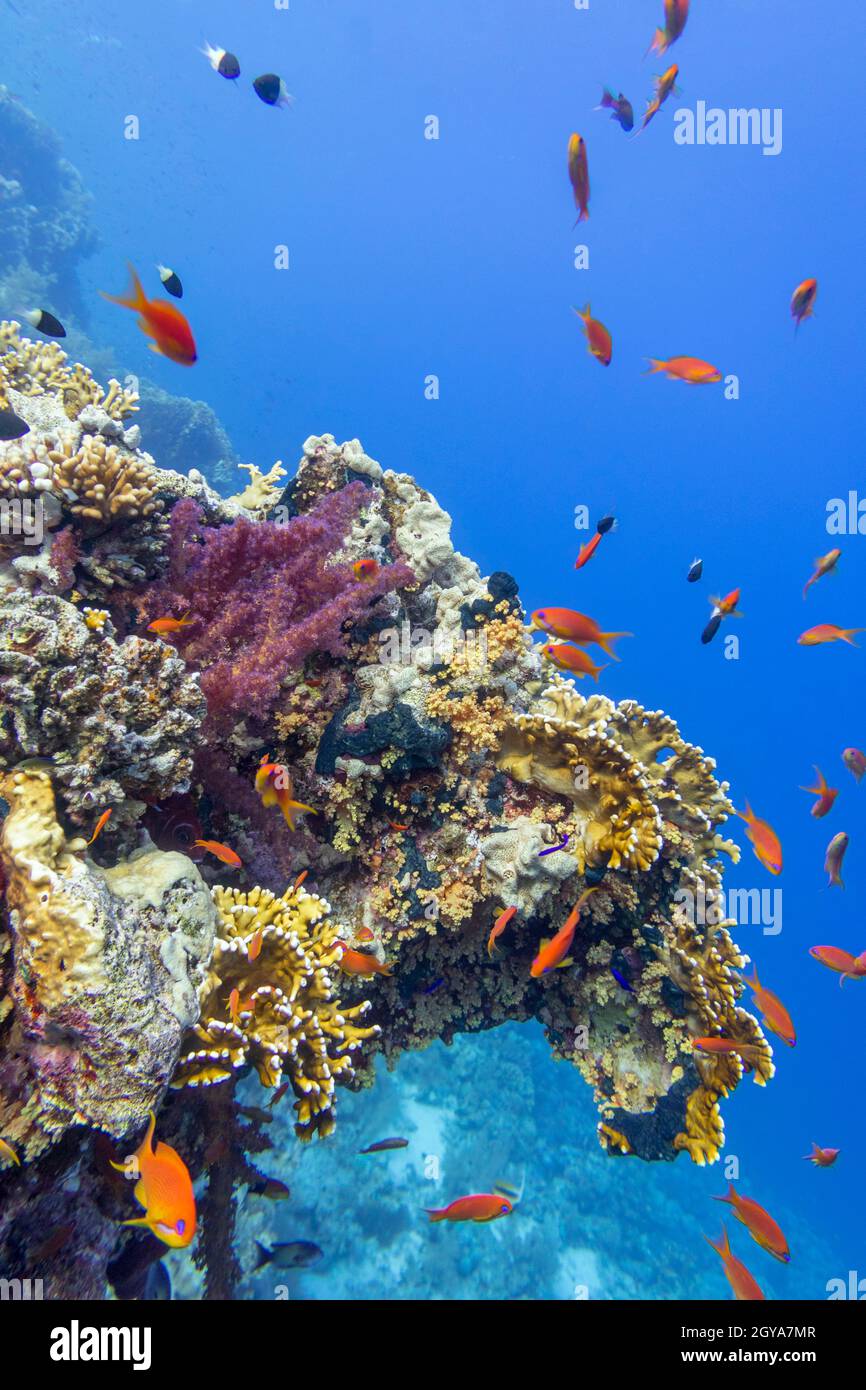 Colorful coral reef at the bottom of tropical sea, hard corals and fishes Anthias, underwater landscape Stock Photo
