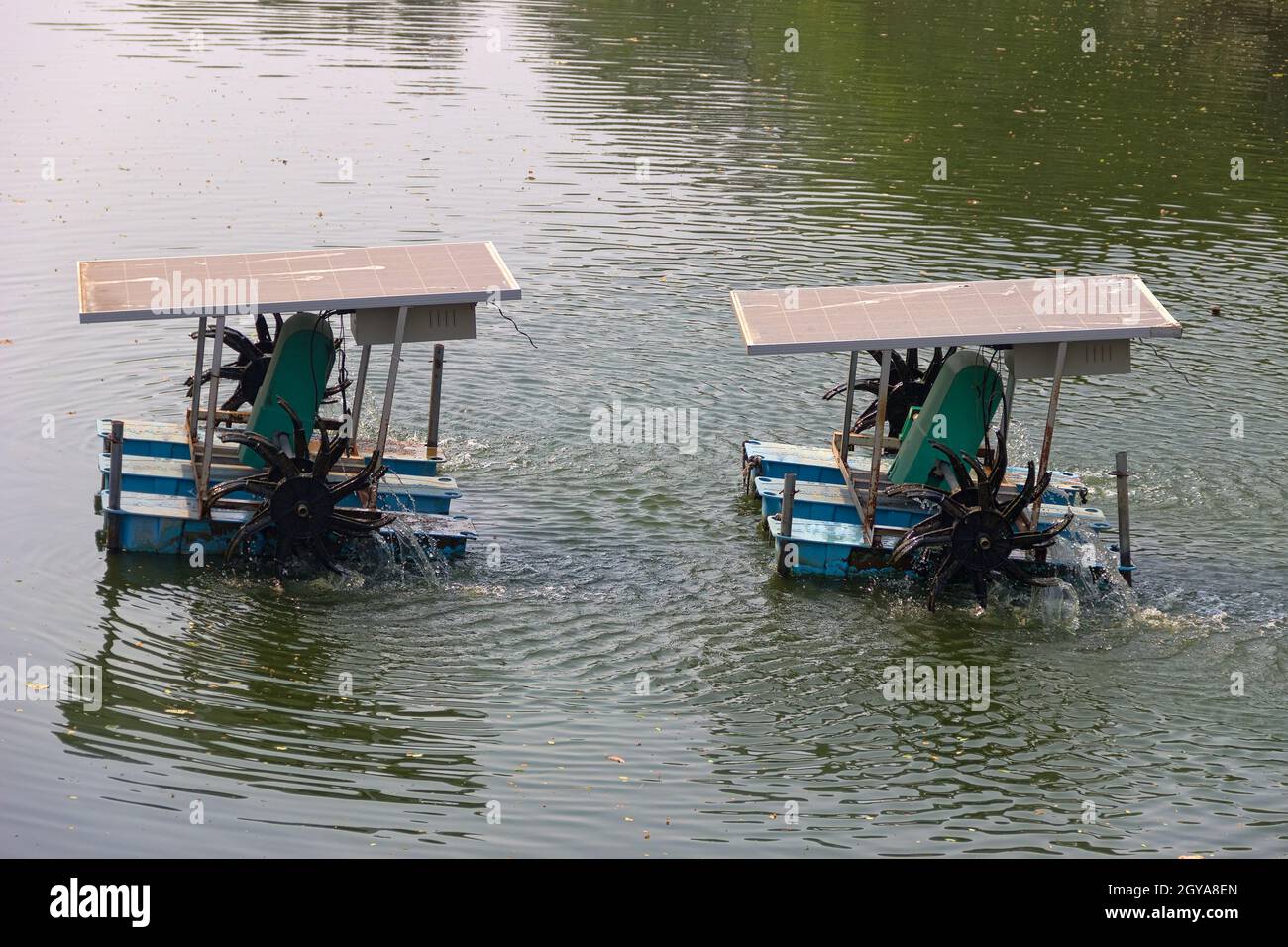 Paddle wheel aerator active in aquaculture pond for increase dissolve oxygen in water. Fish