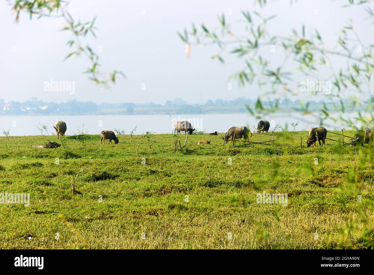 A herd of buffalo grazes on the river meadows, the wide river and the villages on the opposite side. Vietnam Stock Photo