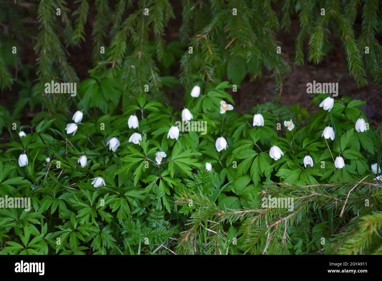 A curtain of flowering anemones in the northern forest under the canopy of a fir tree Stock Photo