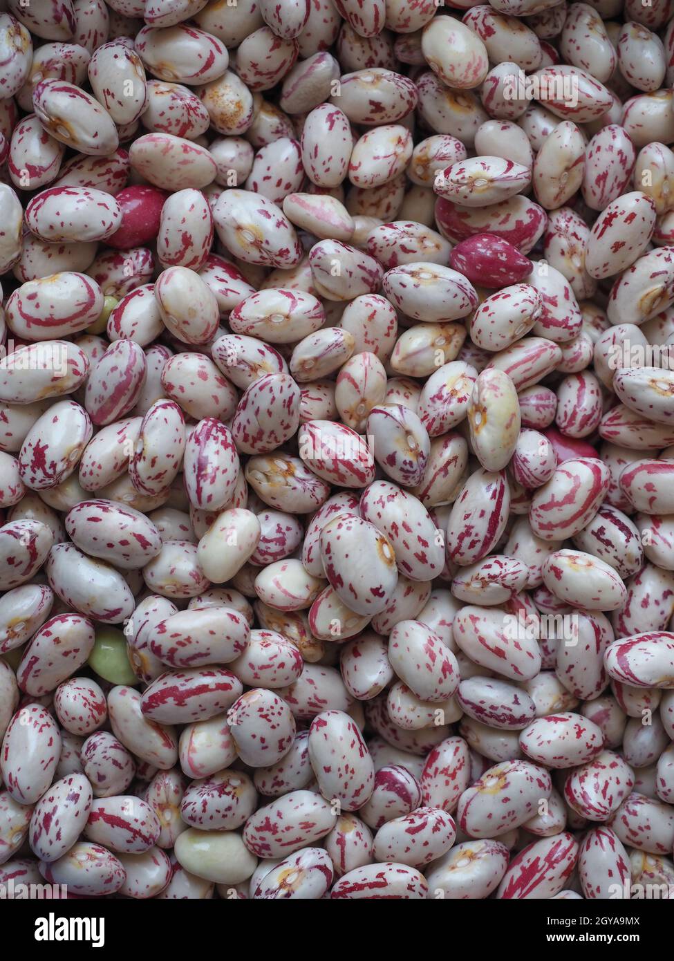crimson beans, variety of common bean (scientific name Phaseolus