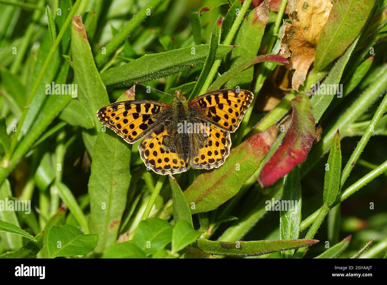 Queen of Spain Fritillary (Issoria lathonia), family Nymphalidae. In autumn on the leaves of white gaura (Gaura lindheimeri), family Onagraceae. Stock Photo