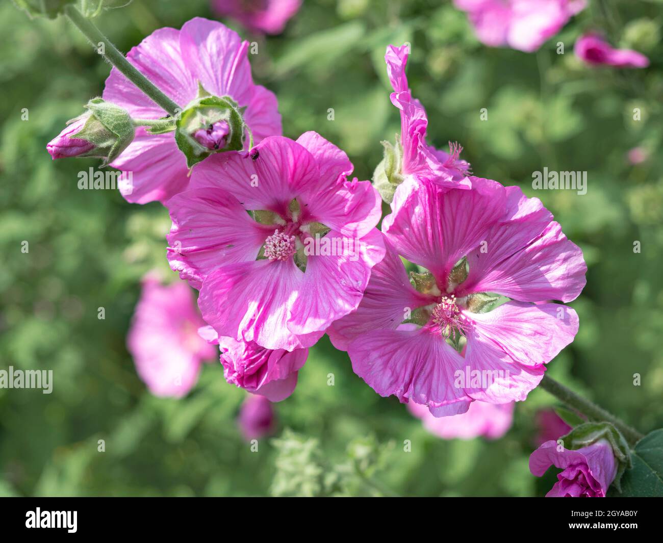 Closeup of beautiful pink tree mallow flowers, Malva thuringiaca Stock Photo