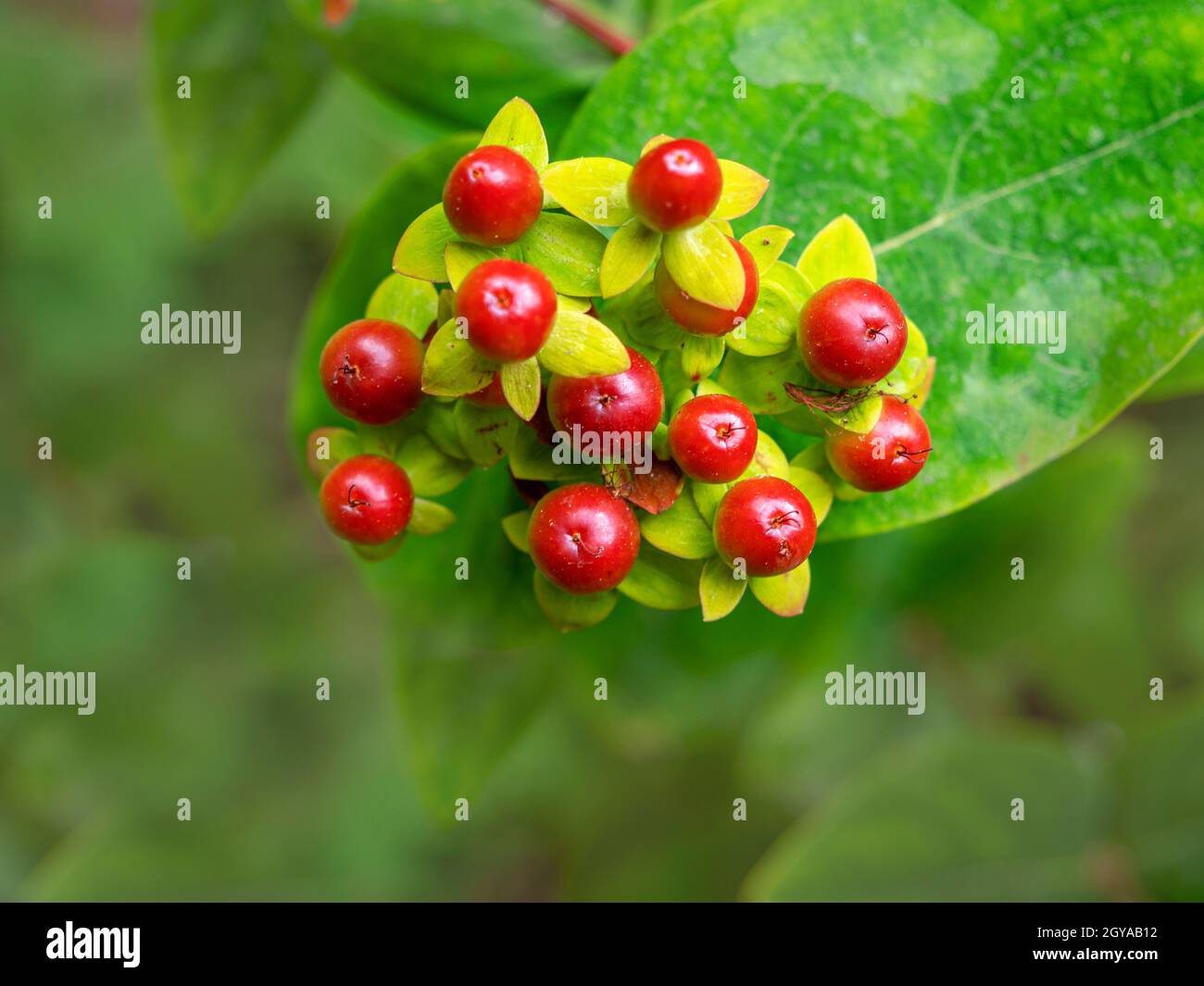 Closeup of red St Johns wort berries, Hypericum perforatum Stock Photo