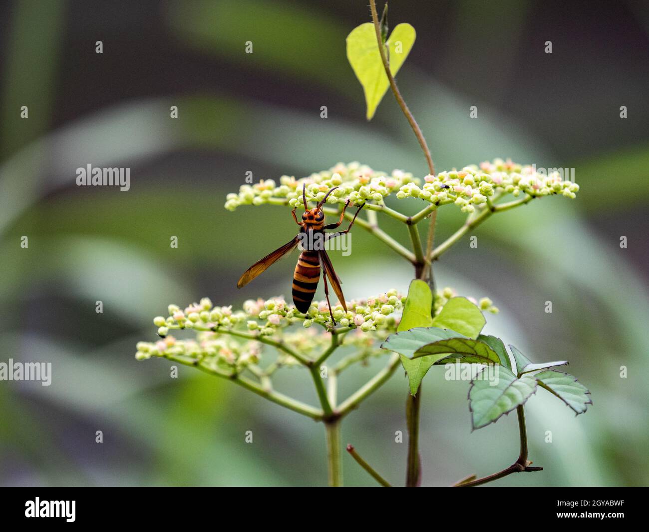 Closeup shot of a Japanese giant hornet hanging from a small bushkiller vine flower Stock Photo