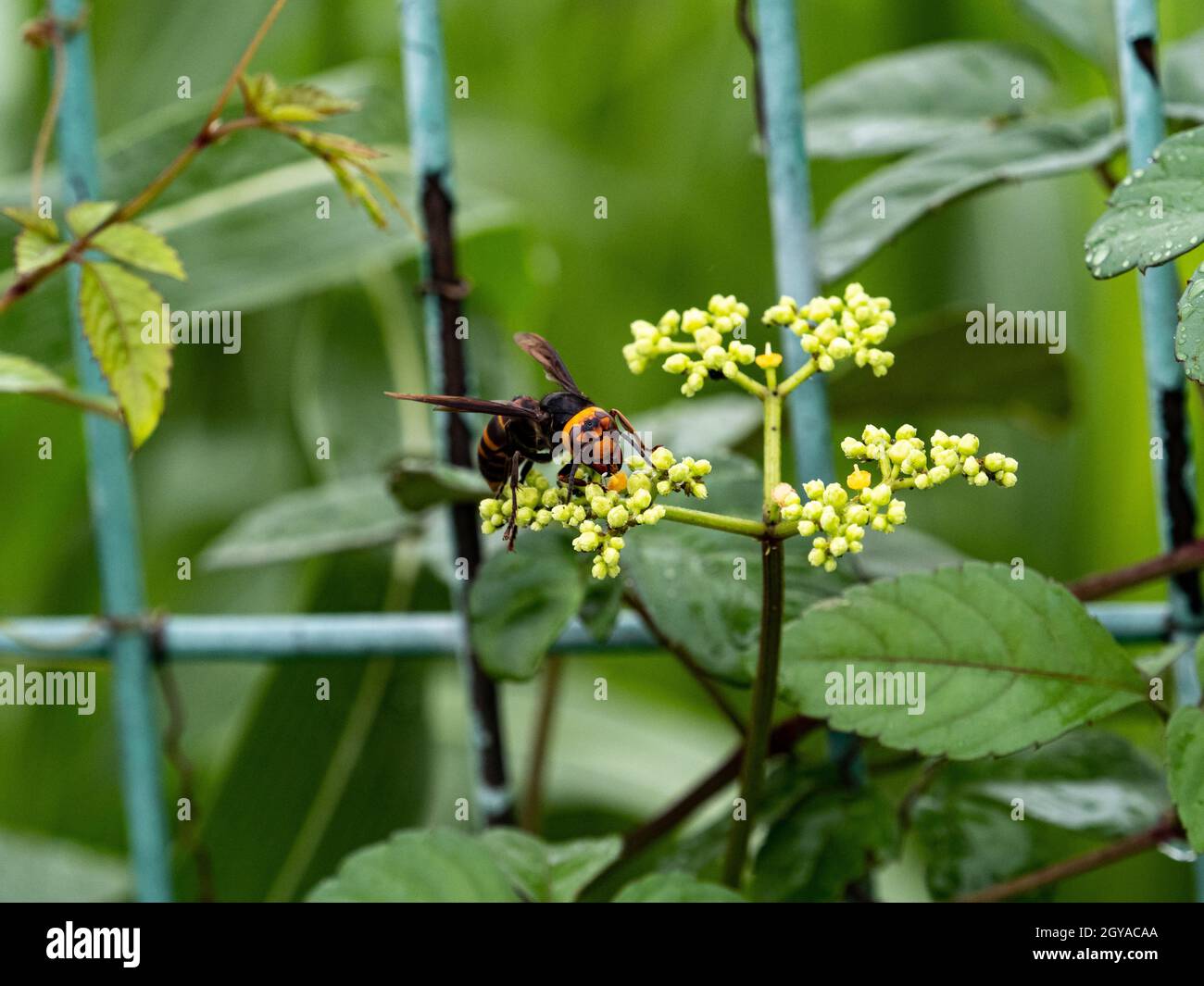 Closeup shot of a Japanese giant hornet on a small bushkiller vine flower Stock Photo