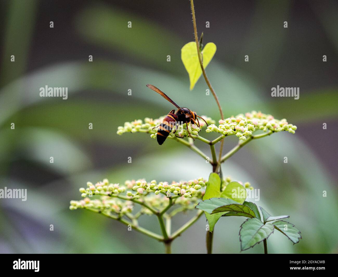 Closeup shot of a Japanese giant hornet on a small bushkiller vine flower from behind Stock Photo