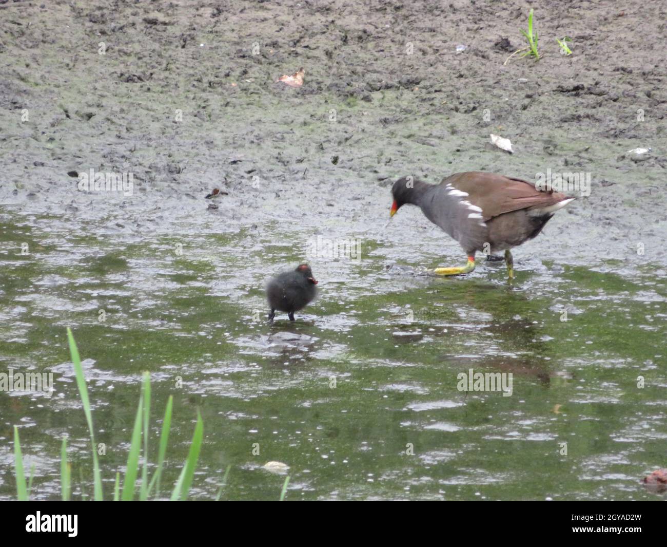 rare bird pups different unknown bird feathers Stock Photo - Alamy