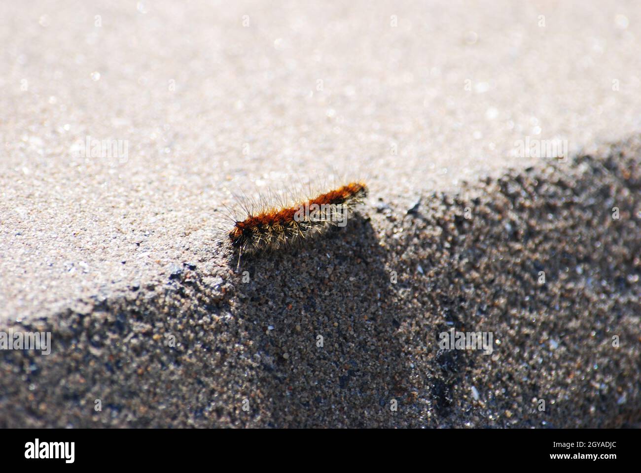 Thaumetopoea pityocampa caterpillar on a sidewalk Stock Photo