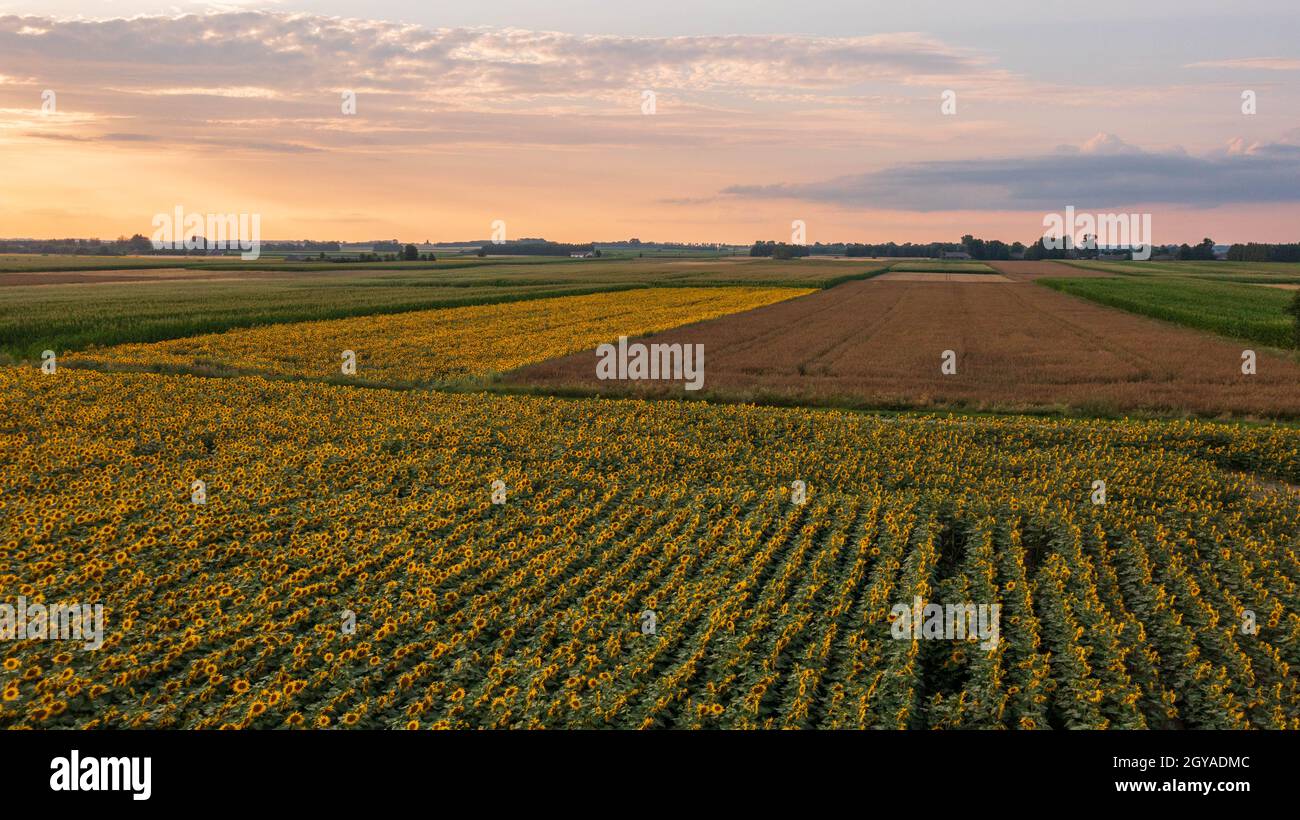 Sunflower and Corn fields diagonal view with sunset sky above ...