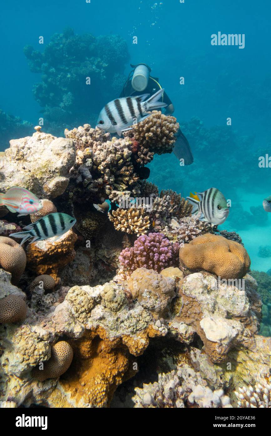Colorful coral reef at the bottom of tropical sea, hard corals and striptailed damselfishes, underwater landscape Stock Photo