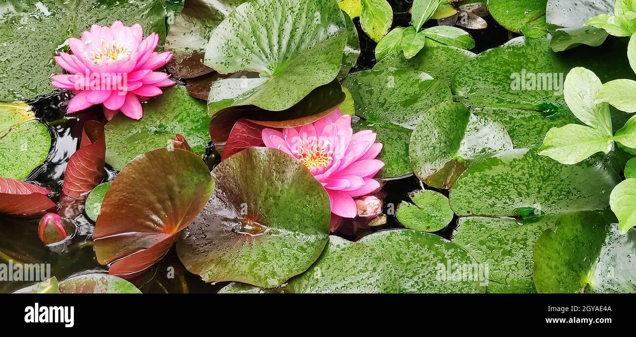 Water lily bloom in pond Stock Photo Alamy