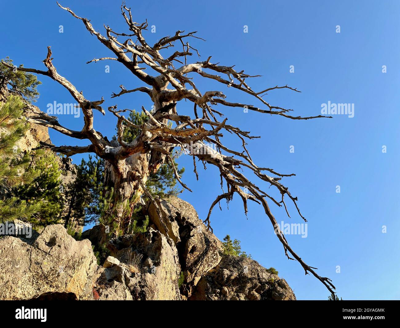 Impressive barren tree on the way up to Monte Rotondo, Corsica, France. Stock Photo