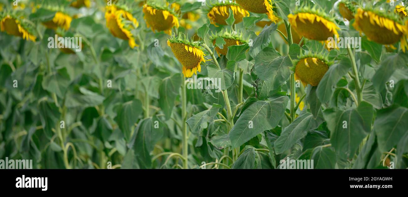 field with blooming sunflowers on a summer day, a row of plants Stock ...