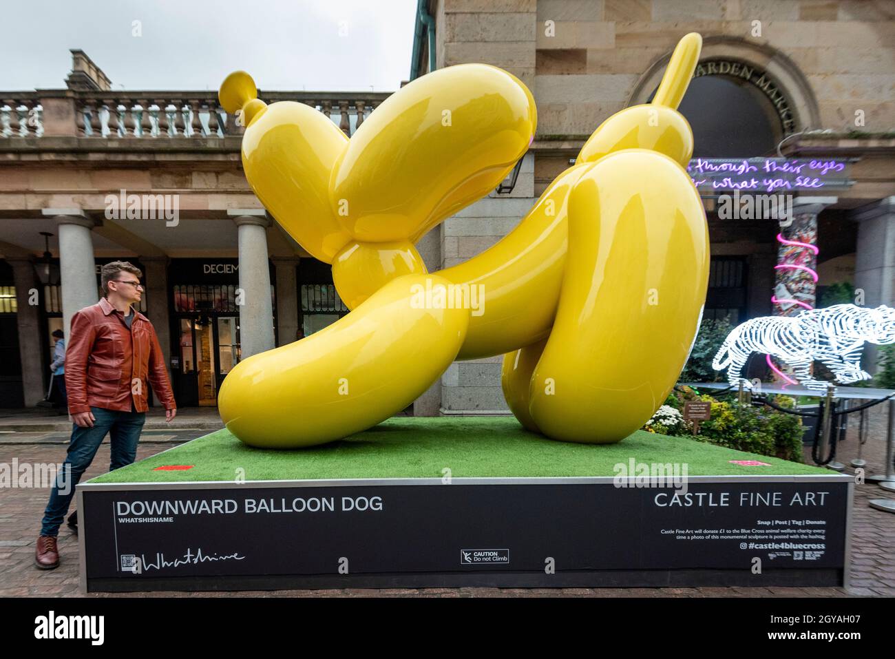 London, UK.  7 October 2021. Artist Whatshisname (real name Sebastian Burdon) inspects his work Downward Balloon Dog installed in Covent Garden. In total, four colourful balloon dogs are on display until the end of October.  The public are encouraged to take photos and post them to social media with a hashtag #castleforbluecross and Castle Fine Art will donate £1 to the Blue Cross animal welfare charity for each post.  Credit: Stephen Chung / Alamy Live News Stock Photo