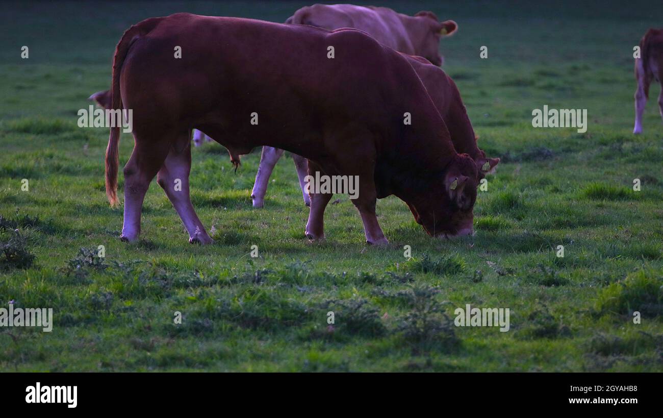 Brown cows grazing in the pasture Stock Photo - Alamy