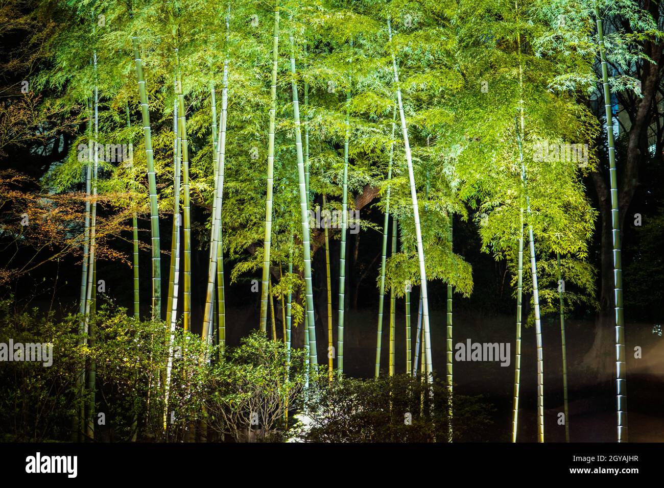 Light-up bamboo grove of Rikugien. Shooting Location: Tokyo metropolitan area Stock Photo