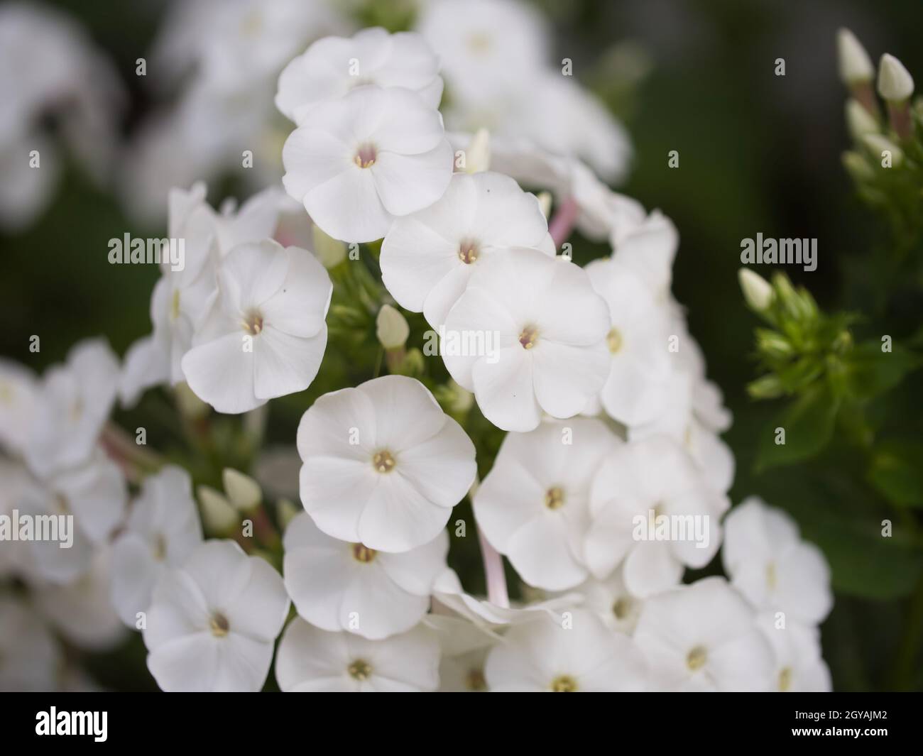 Inflorescence of white phlox flowers, close-up. Flowers with white petals. Stock Photo