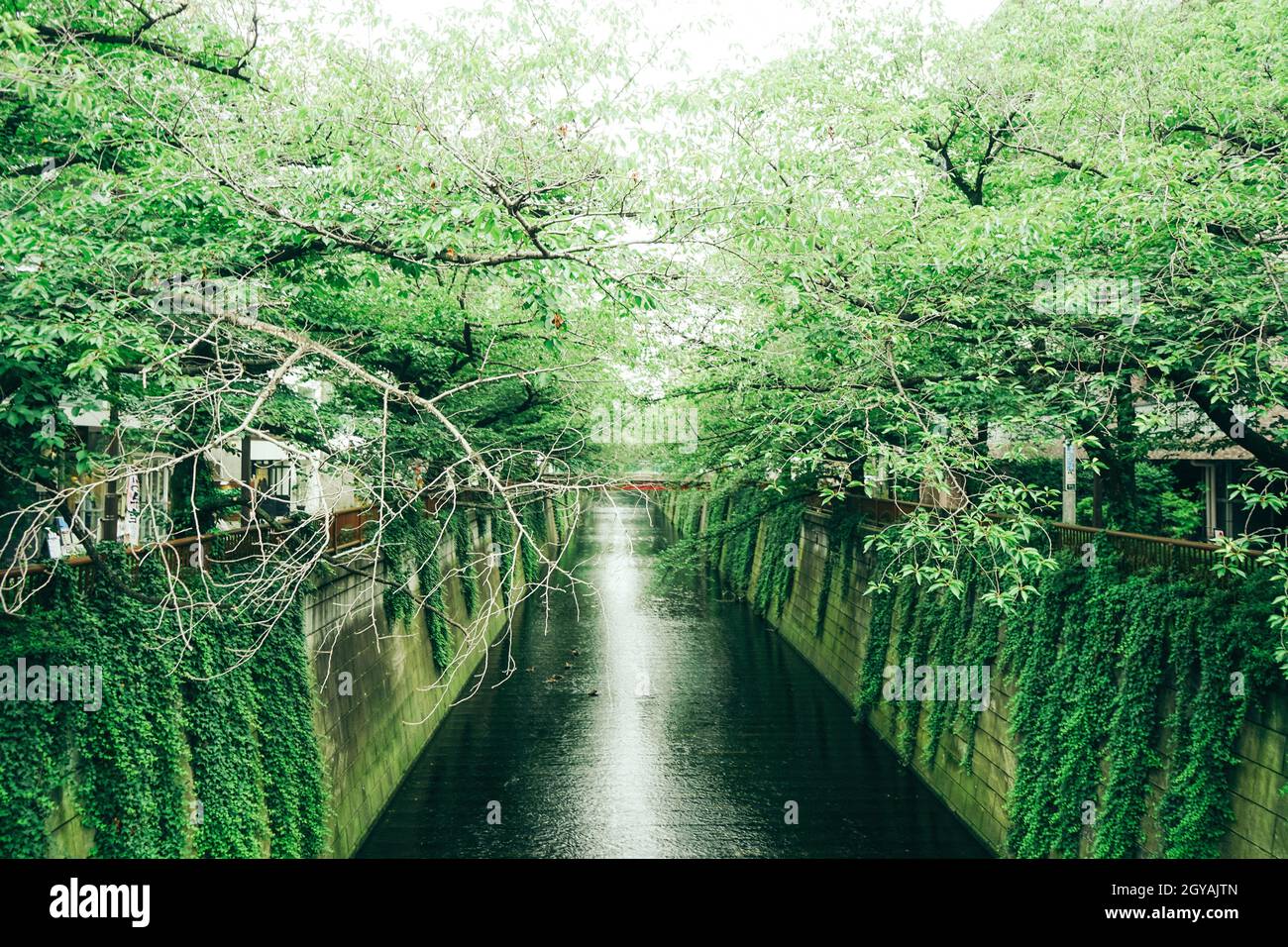 The fresh green of Tokyo Meguro River. Shooting Location: Tokyo metropolitan area Stock Photo