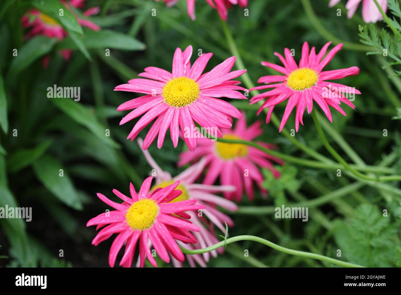 Pink painted daisy, Tanacetum coccineum variety Evenglow, flowers with a yellow centre and a background of blurred leaves and flowers. Stock Photo