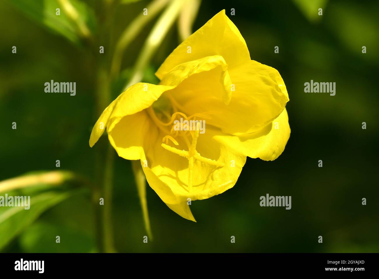 Evening primrose seeds hires stock photography and images Alamy
