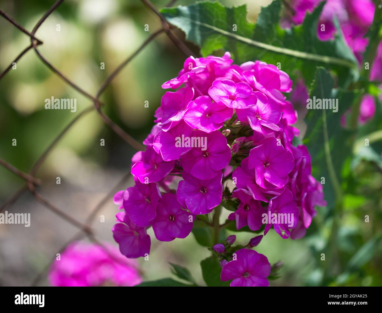 Inflorescence of pink phlox flowers close-up. Lots of pink flowers. Stock Photo