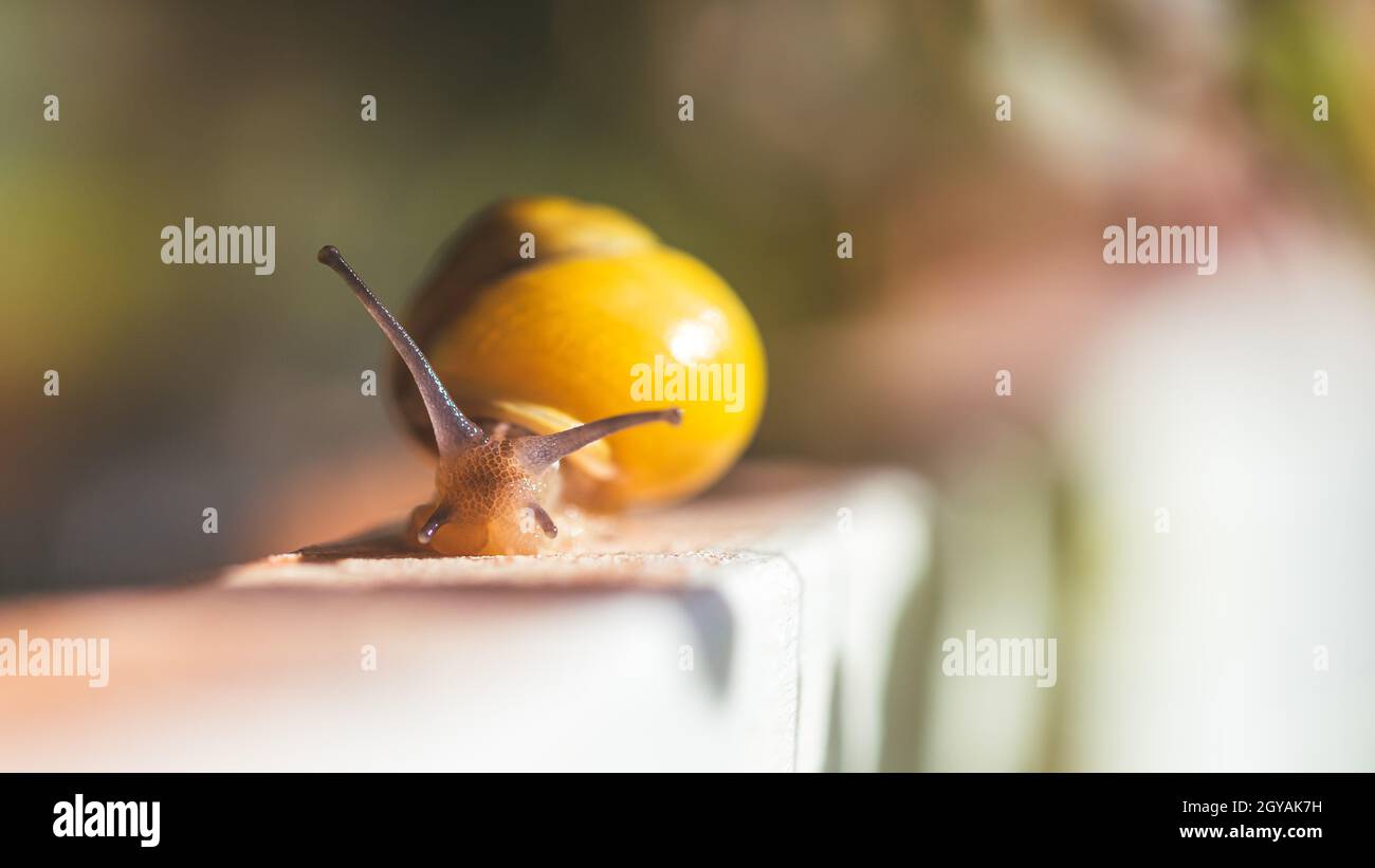 Snail crawling in the own garden after rain, close up Stock Photo - Alamy