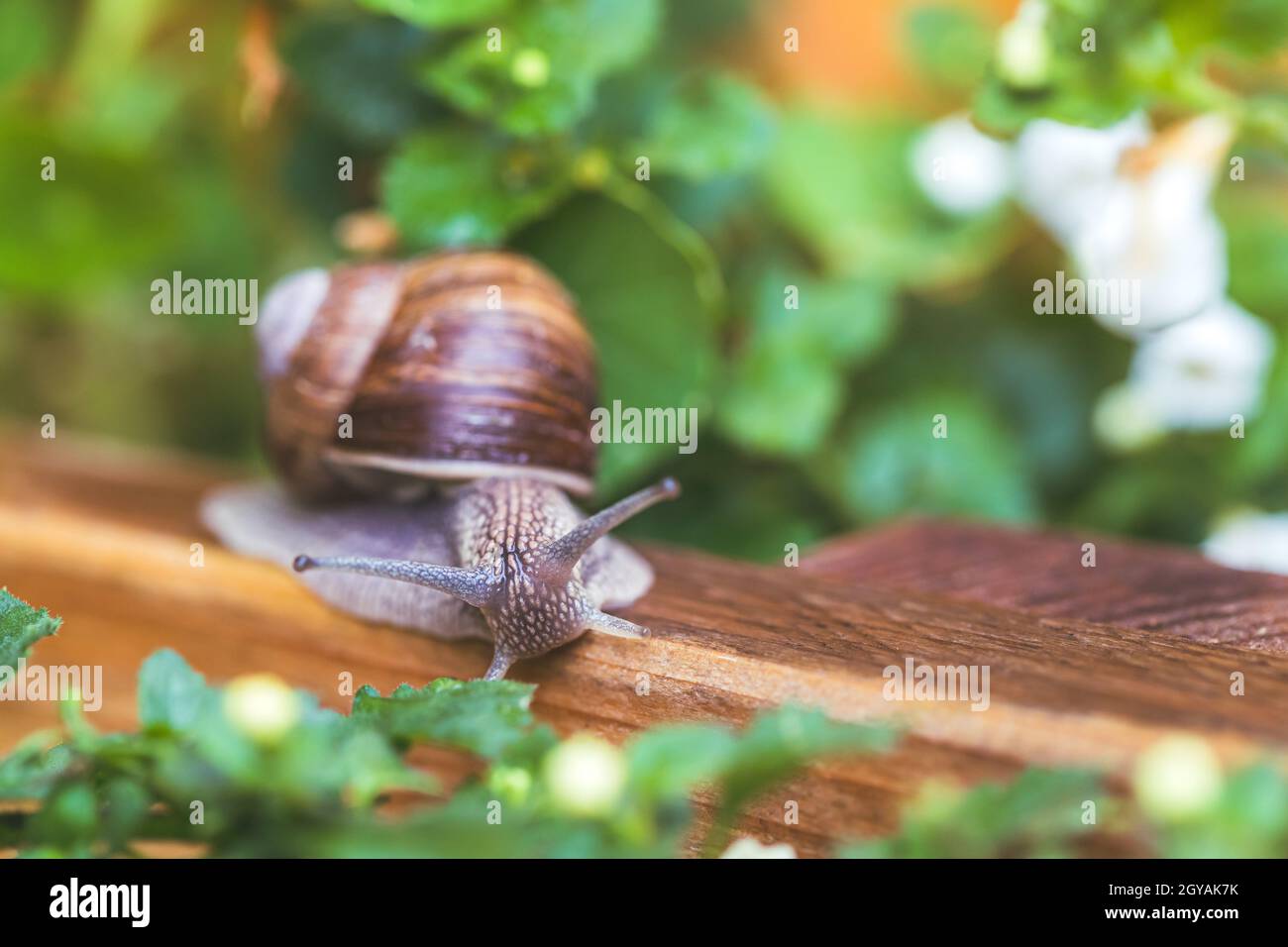 Snail crawling in the own garden after rain, close up Stock Photo - Alamy