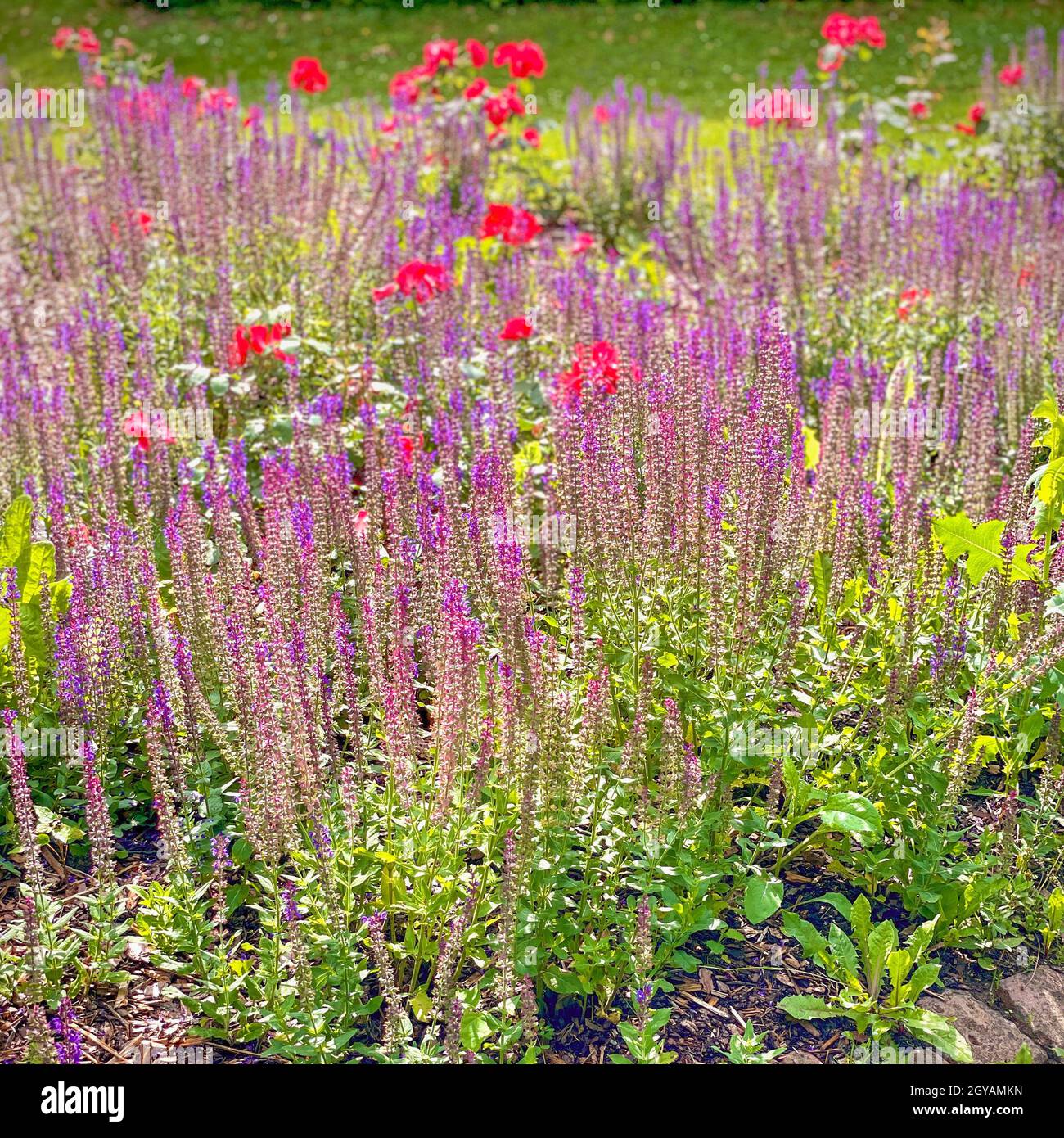 Rose And Lavender Flower Bed High Resolution Stock Photography and Images Alamy