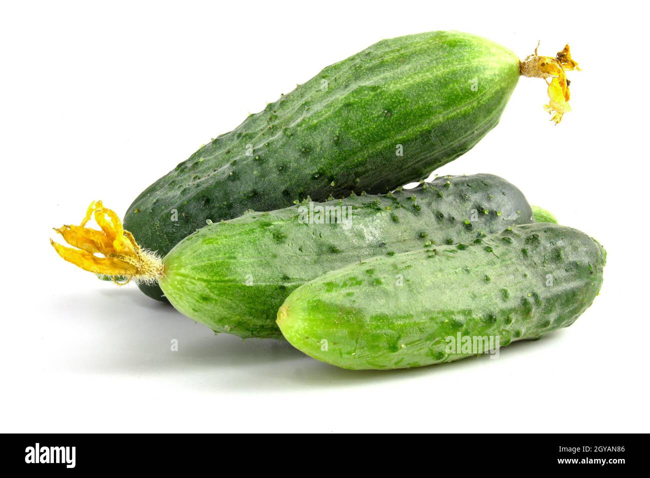 Fresh prickly cucumbers isolated on white background Stock Photo