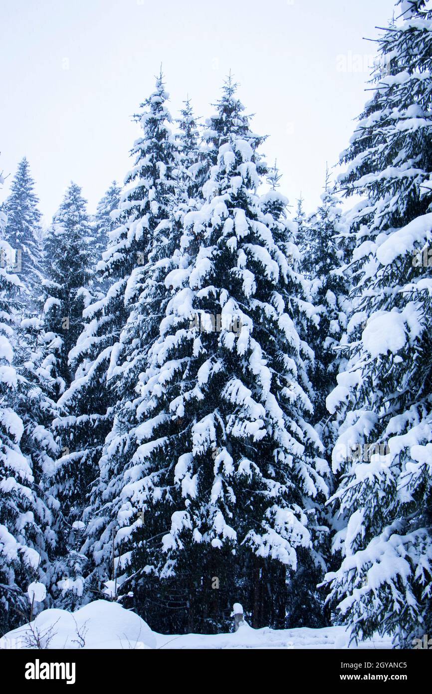 Christmas trees 2024 in snow
