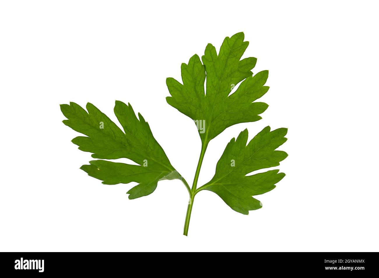 Close-up leaf of fresh green parsley isolated on white background Stock Photo