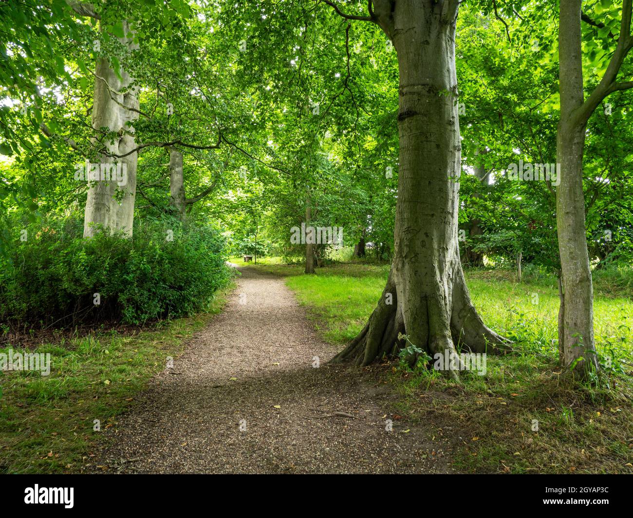 Path through woods with green foliage in summer sunlight at Burton ...