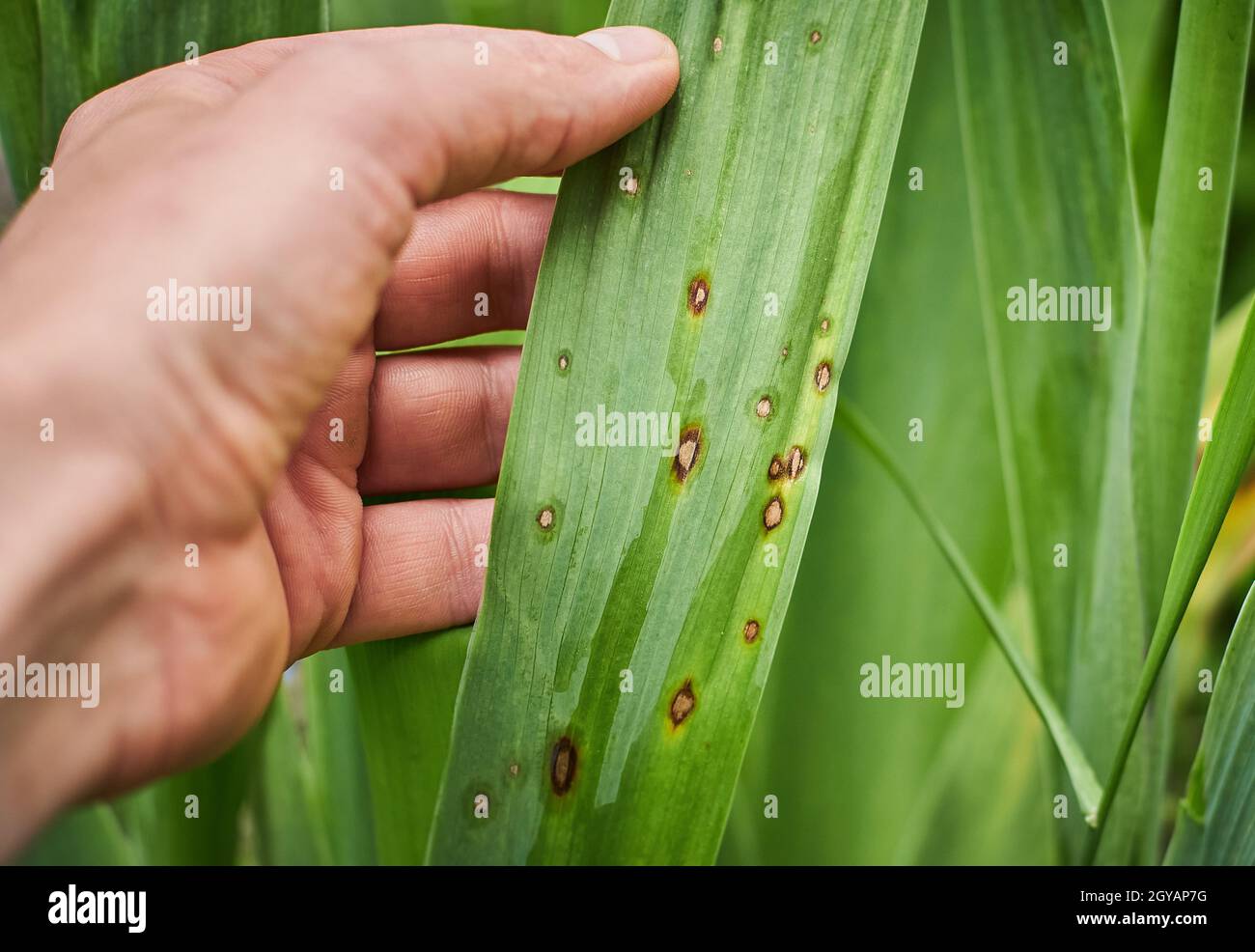 Common Plant Diseases. Fungal spots on leaves. Black spot or blotches on garden plant. Blight infected stems. Canker wounds by bacterial pathogens. Ma Stock Photo