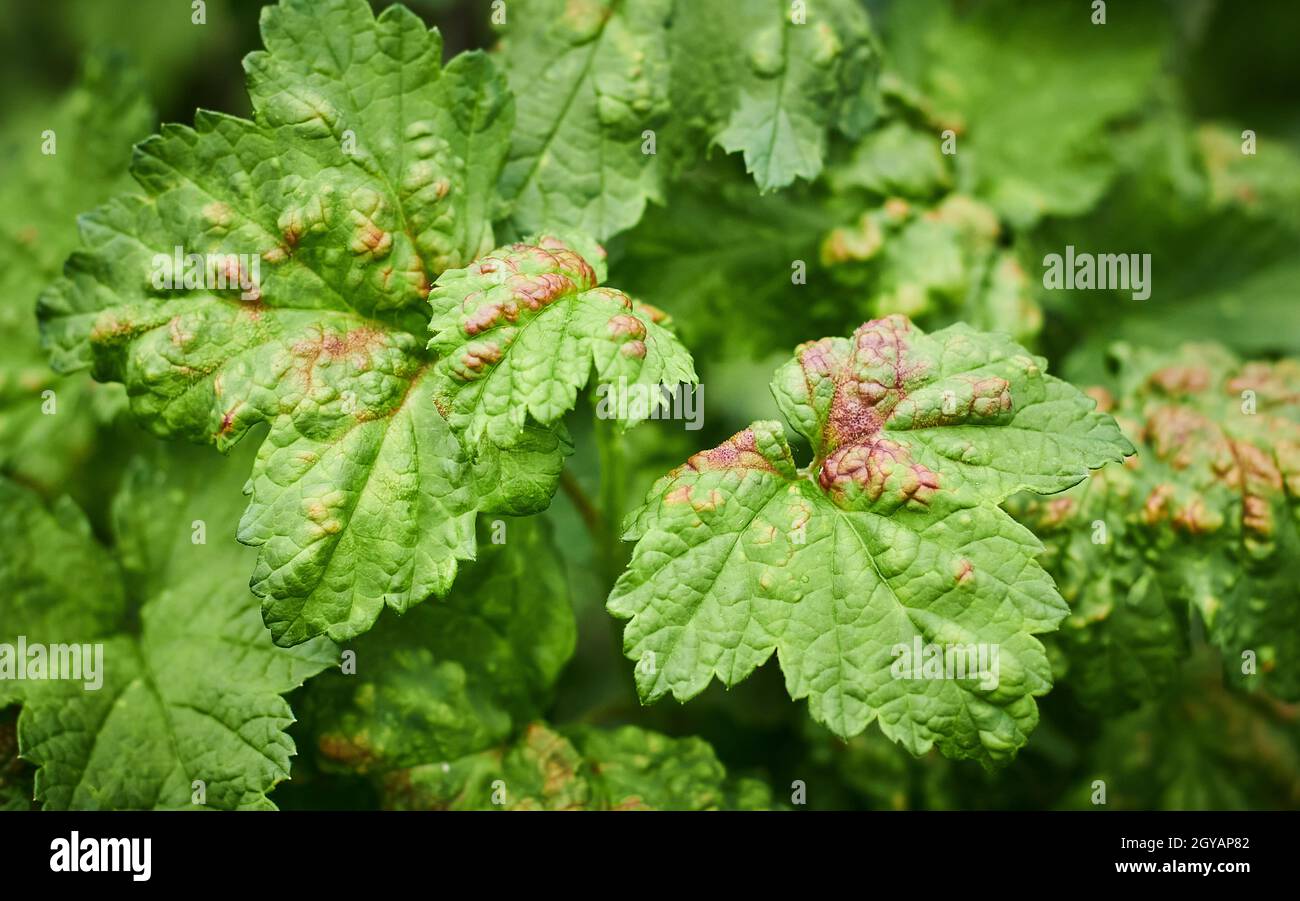 Common Plant Diseases. Peach leaf curl on currant leaves. Puckered or blistered leaves distorted by pale yellow aphids. Man holding reddish or yellowi Stock Photo