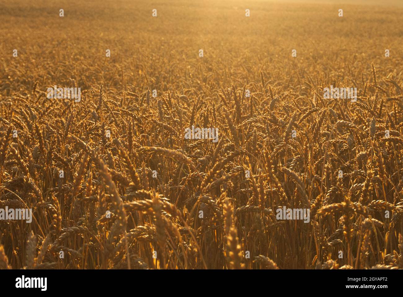 Backlit field of ripe ears of wheat bathed in the golden glow of the ...