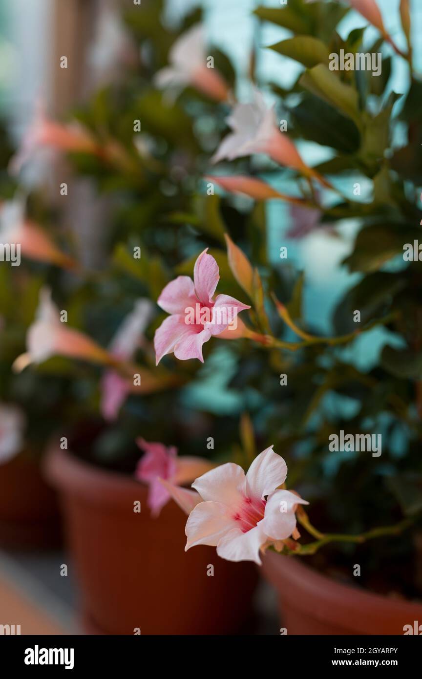 Vertical shot of pink Rocktrumpet flowers on a blurred background Stock Photo
