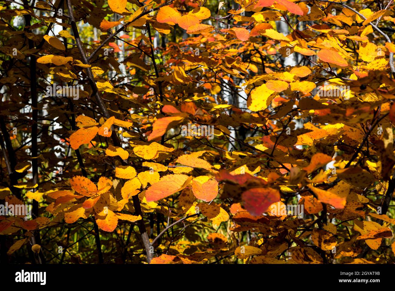 Changing colour in the leaves Stock Photo Alamy