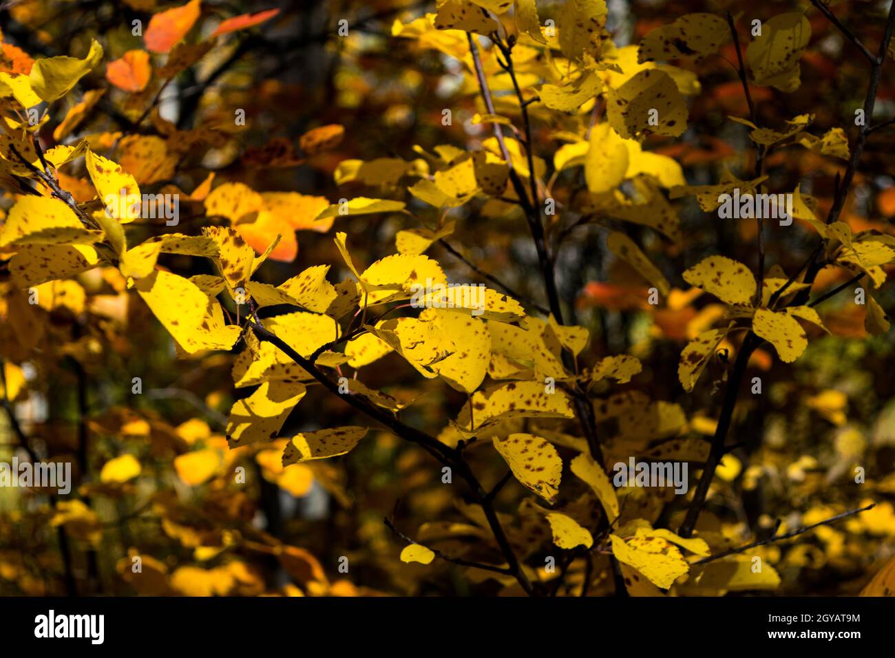 Changing colour in the leaves Stock Photo Alamy