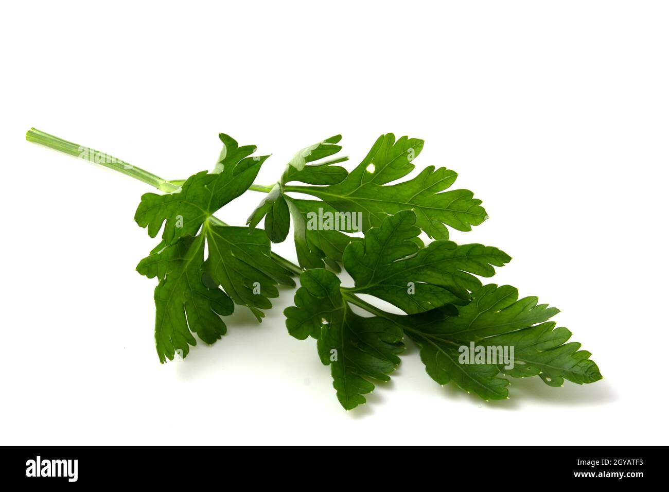 Isolated parsley on white close up Stock Photo